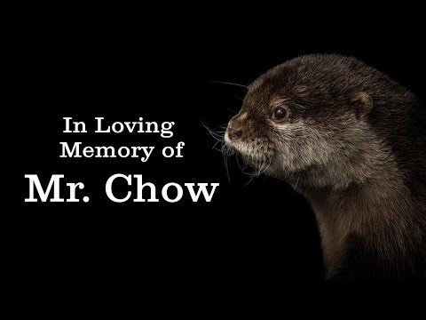 Gone But Never Forgotten: A Tribute To Mr. Chow