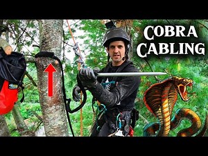 Saving This Tree From Self Destruction! Cabling it Together!