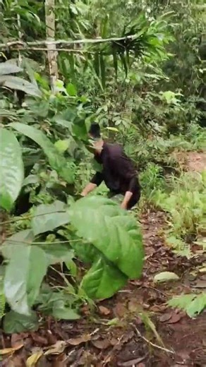 suara rusa dari kejauhan #sorotan #fypyoutube