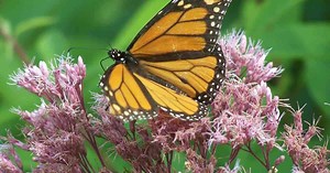 Want A Beautiful Garden Full Of Butterflies? Grow Joe Pye Weed!