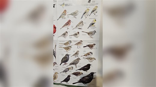 Different Types of Sparrows: A Guide to Identifying Common Species