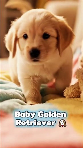 Cute Animals Baby Puppy Animal Sounds