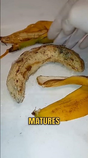 Why do PEOPLE EAT BANANAS with completely black peels?