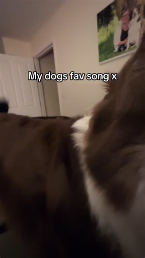 Usually only this song he will howl too.. it’s not pain. It’s joy. He told me! #fyp #dogsinging #talenteddog #bgt