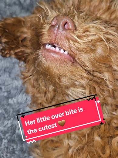 Does anyone else's poodle puppy have a over bite 🤎? #toypoodlepuppy #overbite #puppies