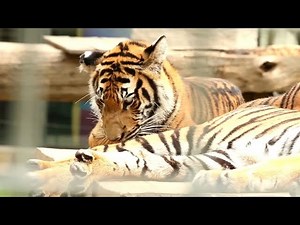 How Do Tigers Regulate Their Body Temperature?