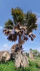 Diema Fangoune | S Frontières