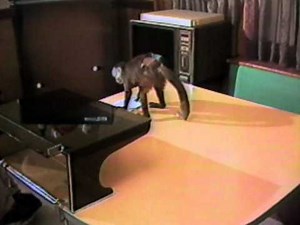 Helper Monkies - Mr. Wizard's New Frontiers