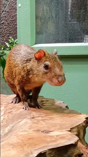 Agouti #Agouti #animals #zoo #furryfeatheredfun