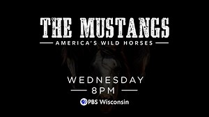 With more than 80,000 wild horses on federal lands and more than 50,000 in government corrals, filmmakers Steven Latham and Conrad Stanley reveal why the protection of America's wild horses is more important than ever. The Mustangs: America's Wild Horses airs at 8 p.m. tonight, Wednesday, Sept. 11 on PBS Wisconsin. Tune in or set your DVRs now! | PBS Wisconsin