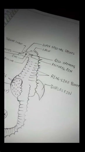 #zoology #prectical #notes &. #digram 🎀💯