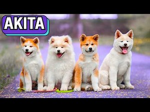 What's It Like To Own An Akita? Breed Overview of Japans Ancient Guardian