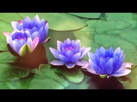 Jole vasha poddo ami ...by protima