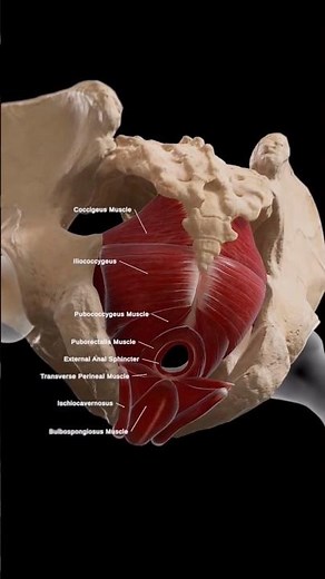 Pelvic floor Muscles #youtubeshorts #ytshorts #anatomy #education