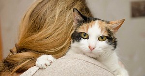 La femme enceinte doit-elle se séparer de son chat ?