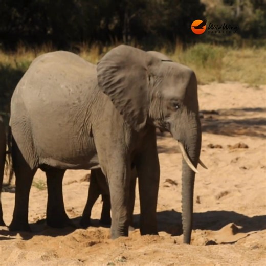 5.7K views · 543 reactions | Caring is sharing, especially when you're an elephant.  This elephant found a hidden waterhole in the dry riverbed, and before long, others joined in. There's a lot of rumbling and trumpeting in this clip — what do you think they're saying?  Simon Vegter | Wild Wings Safaris | Facebook