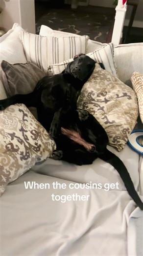 Christmas Celebration with Cousins and Pets