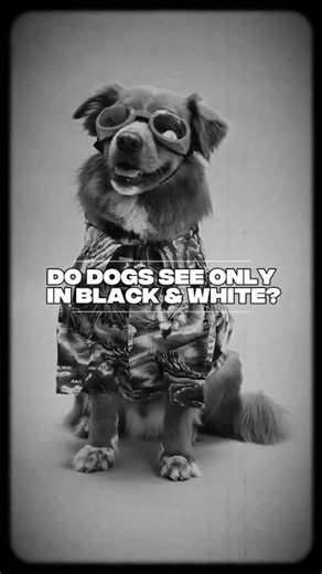 Do Dogs See Only in Black & White? Is it a fact?