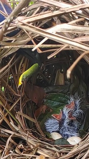 P#363 Review bird daily life in their nest | Mother bird and baby bird life with nature! #birdlovers #motherbird #babybird #birdsounds #birdphotography #birdnest #bird #birdsofinstagram #birdlife #nature #naturelover #reviewbirdnest #birdwatching #lifewithbirds #birdsounds | Page 285