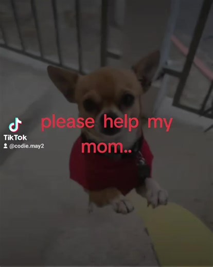 Codie May (@codie.may2)’s videos with original sound - Codie May