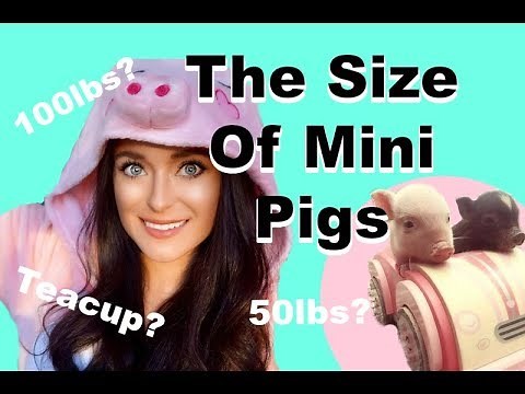 How Big Are My Mini Pigs??