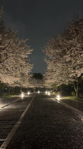 Vidéos de ່ (@myvibe557) au sujet de they make it look so easy