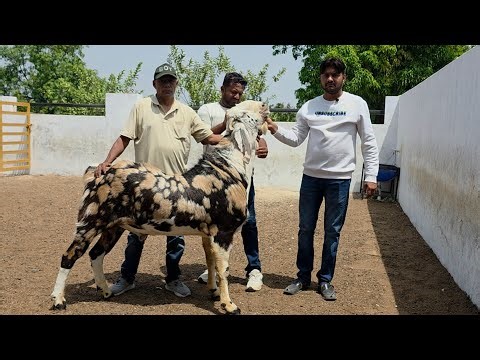 Pathan Goat Farm Godhra Big 100 Kg Plus Gujri Bakro Ka Collection Gujarat. 