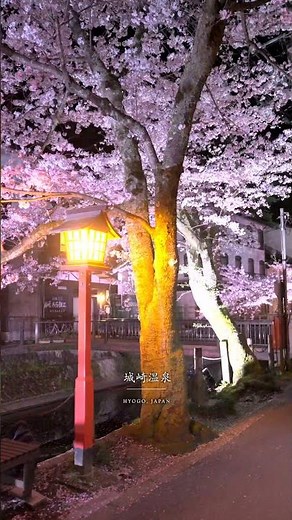 【Japan】春の城崎温泉を見たことがありますか？