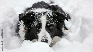 A fluffy Collie puppy with white and black fur enjoying a winter day by playing in the snow. The dog is bundled up, looking into the camera, and appears to be having fun.