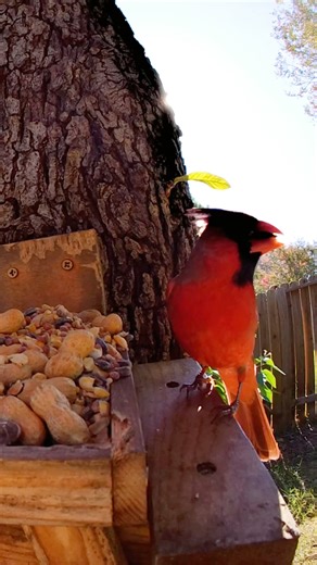 Beautiful #cardinal blesses us #chirp #birds #cute #wildlife