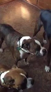 23K views · 2.2K reactions | Available rescue Ella says, Hello! | Louisiana Boxer Rescue | Facebook