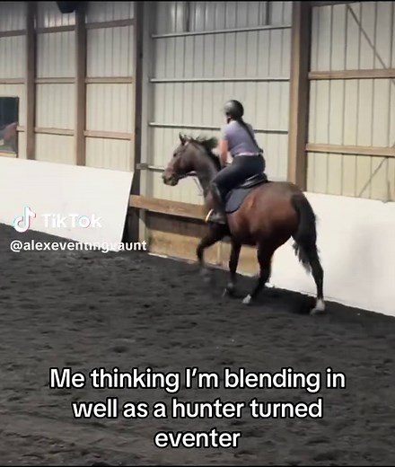 Mastering Hunter Jumper Equitation Techniques