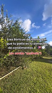Sonidos de mi tierra 😍🔊🇵🇷🪴 #puertorico #boricua #🇵🇷 #merlienpr #pr #puertorico🇵🇷 #jibara #indigena #campo #cultura #agricultura | Wepa Merlien
