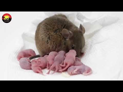 Wildlife Of Mice | Ultra HD net geo wild documentary | wildwide life