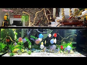 Amazing Discus Tank Set Up and Discus Collection. Owned by Phạm Hùng