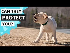 Can Labradors Guard You and your House?