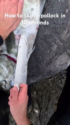 How to skin a pollock in 10 seconds #fishing #spearfishing
