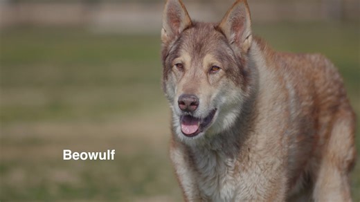 Beowulf, an amazing wolf hybrid