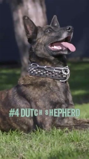 Best protection dogs