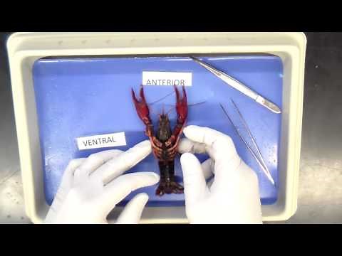 External Anatomy of Crayfish