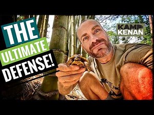 These Turtles Lock Up Tight! (6 Species)