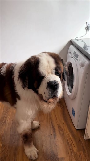 Saint Bernard Caught Stealing Toys from Washing Machine