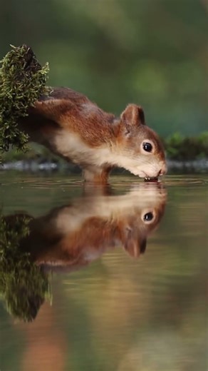 Who is the Cutest? 🥰 Adorable Close-up Moments of Wild Squirrels, Mice & Birds