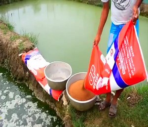3.4K views · 52 reactions | Hybrid Magur Fish Farming Business in India  | National University of Laos ມະຫາວິທະຍາໄລແຫ່ງຊາດ | Facebook