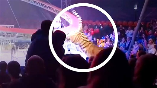 Terrifying moment tiger leaps into crowd during circus show