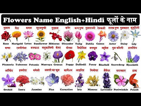 flowers name english and hindi with pdf | phoolon ke naam | फूलों के नाम |