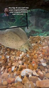 Spiny softshell turtles will hide at the bottom of a river and dig in the sand, mud, or gravel to camouflage themselves. They’ll also do this in the colder months to regulate their body temperature. This spiny softshell, located at our Shepherd of the Hills Conservation Education Center in Branson, loves to dig and spends most of his time hidden in the rocks 🪨 🐢 🎥 Carly Robbs, MDC | Missouri Dept. of Conservation