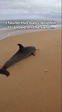 He never forgot me... #dolphin #shark