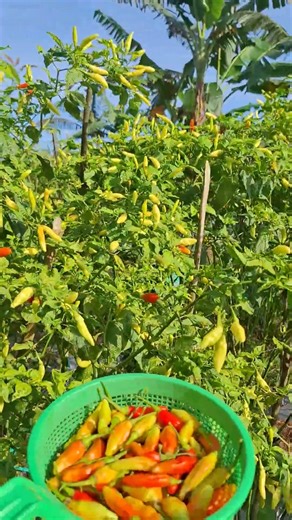 #aktivitasdiladangberkebun #dikebun #cabe #pohoncabe