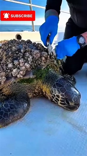 Barnacles getting removed from a sea turtle | Animal (part 2) Rescue#animalrescue #animals #turtle